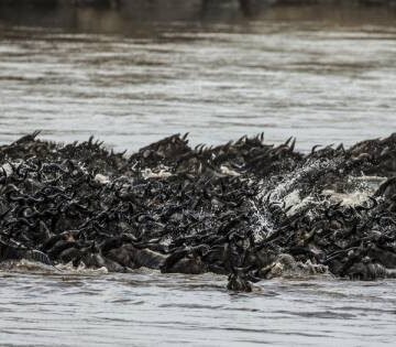 Reframe the Great Migration as a Season-Led Safari Journey, Not a Single Moment